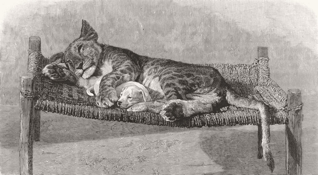 LEOPARDS. Domestication makes strange bedfellows 1895 old antique print